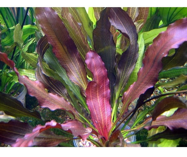 Echinodorus Rubin żabienica koszyk roślina do akwarium